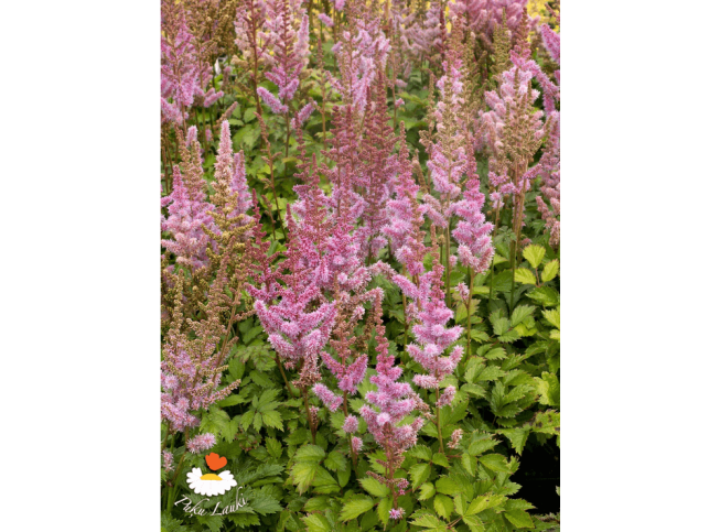 Astilbe chinensis var. pumila